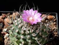 Thumbnail of 1577_Turbinicarpus spec. rot_20180507(1).JPG